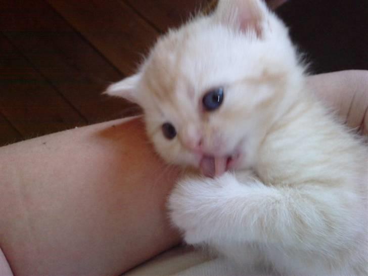 British Shorthair DK Kjattas Gillianos billede 1