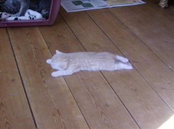 British Shorthair DK Kjattas Gillianos billede 2