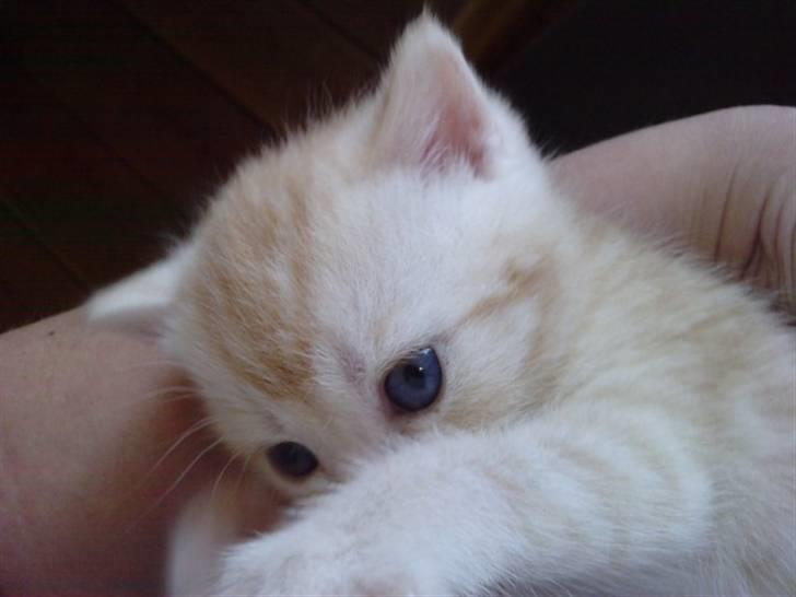 British Shorthair DK Kjattas Gillianos billede 4