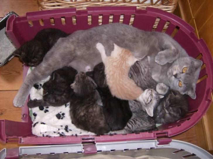 British Shorthair DK Kjattas Gillianos billede 5