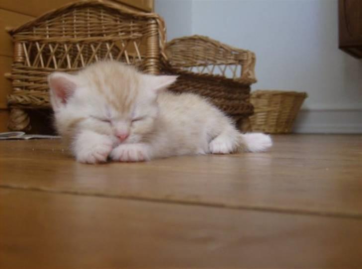 British Shorthair DK Kjattas Gillianos billede 6