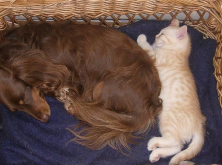 British Shorthair DK Kjattas Gillianos billede 7