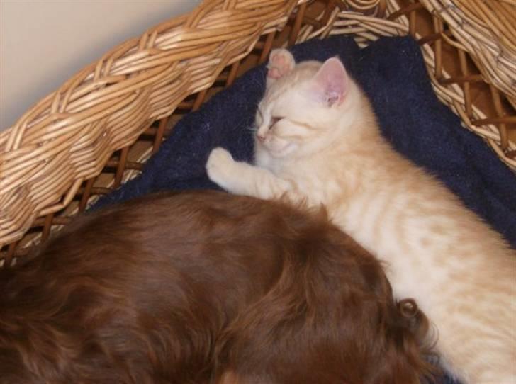 British Shorthair DK Kjattas Gillianos billede 8