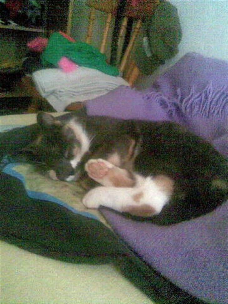 Blanding af racer Puff † - Sovetid :) billede 13