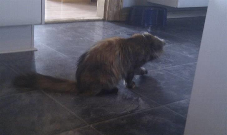 Maine Coon Pjuske - Pjuske elsker at fange fluer :-) billede 10