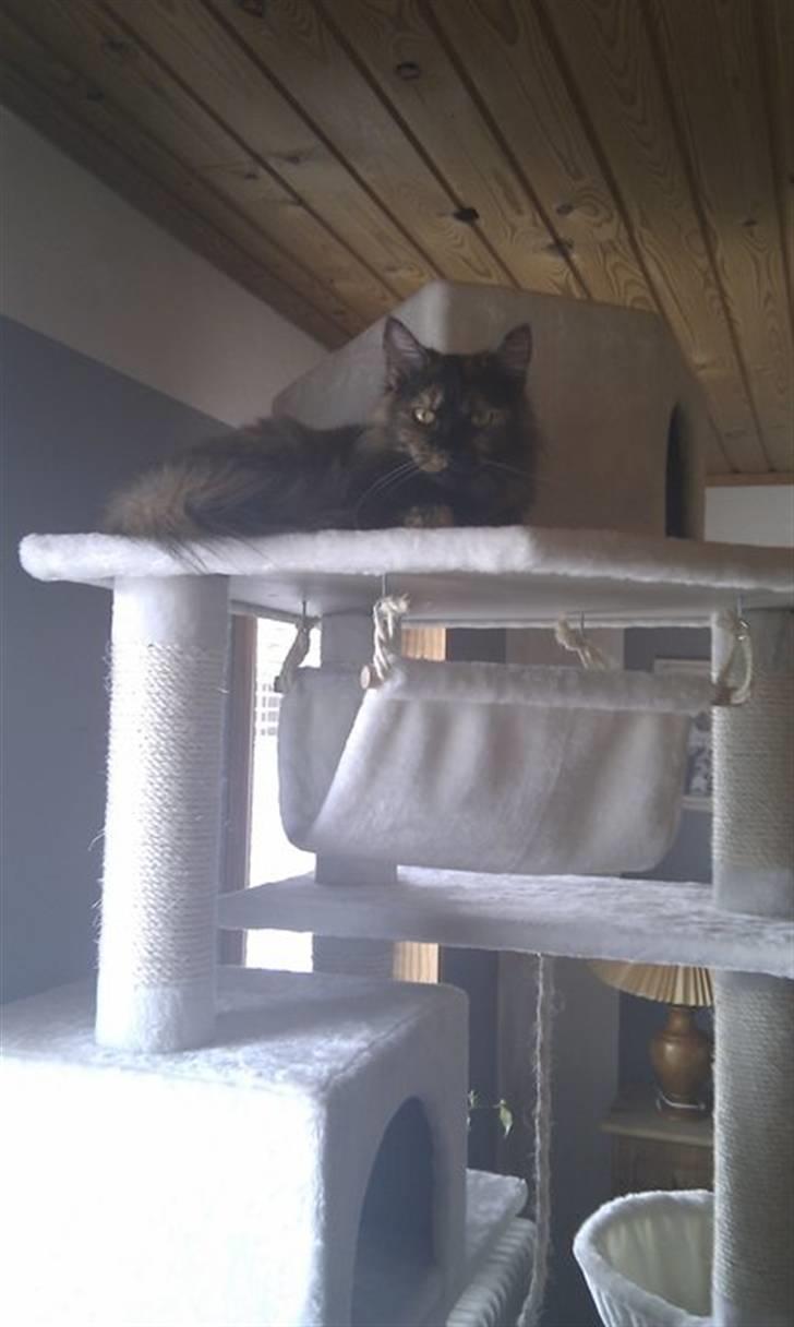 Maine Coon Pjuske billede 11