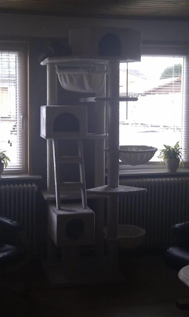 Maine Coon Pjuske billede 12