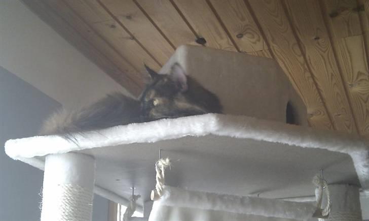 Maine Coon Pjuske billede 13