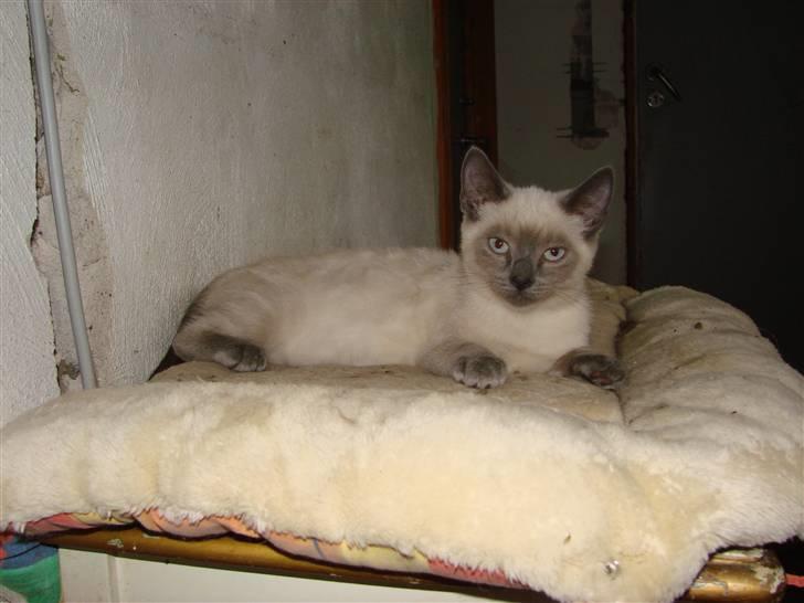 Blanding af racer Cocio - Velkommen til Cocios profil... billede 1