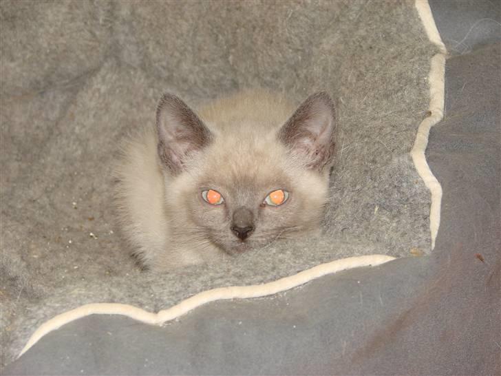 Blanding af racer Cocio - Den første uge i mit nye hjem.... billede 2