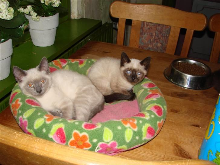 Blanding af racer Cocio - Vi har fået en rigtig lækker seng på spisebordet. Her kan hundene ikke nå os. billede 3