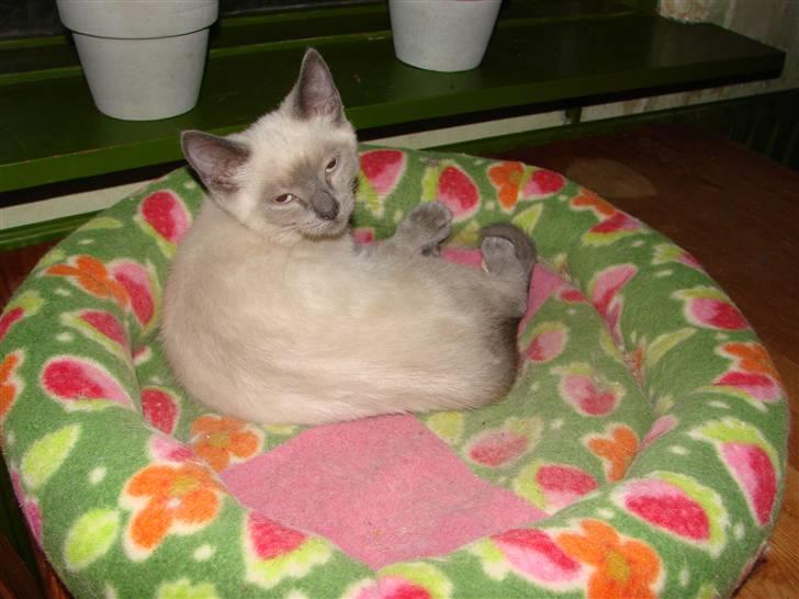 Blanding af racer Cocio - Tjaa, lidt vokser jeg da. billede 4