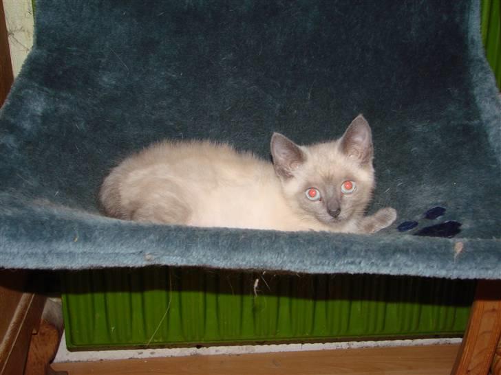 Blanding af racer Cocio - Stadigvæk lidt genert. billede 5