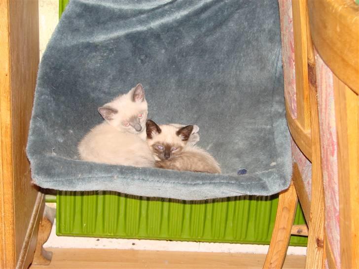 Blanding af racer Cocio - Søstrene Sky... billede 6