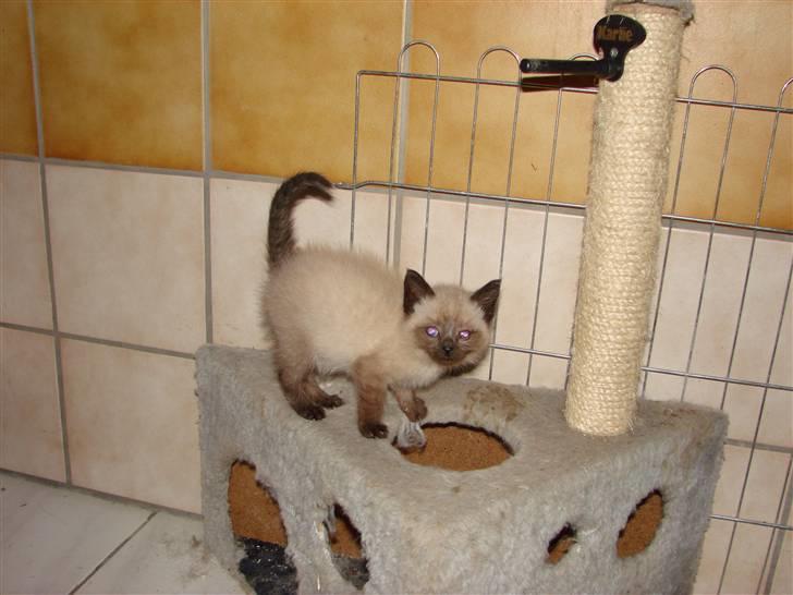 Blanding af racer Nutella - Velkommen til Nutellas profil... billede 1