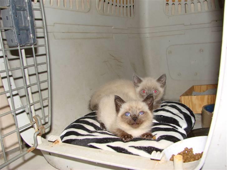 Blanding af racer Nutella - Vores første nat her tilbragte vi i en stor transportkasse. billede 2