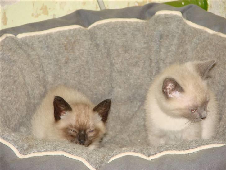 Blanding af racer Nutella - Ganske ny.. billede 3