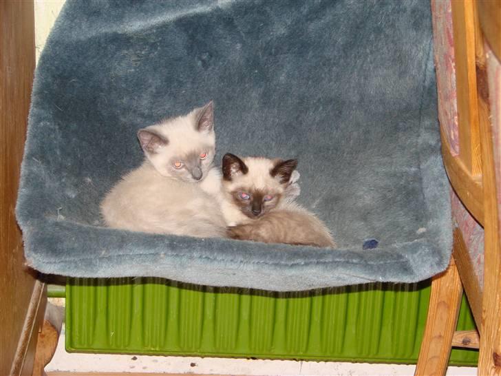 Blanding af racer Nutella - Vi fandt hurtigt de gode sovesteder. billede 4