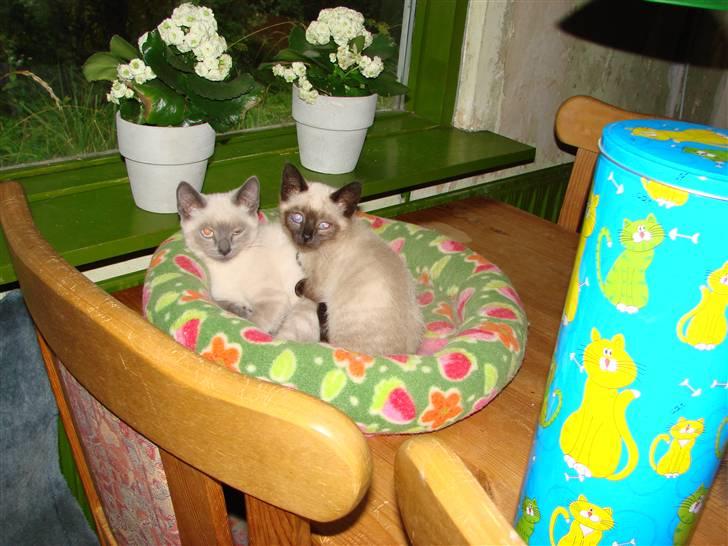 Blanding af racer Nutella - Og en dejlig seng på spisebordet. billede 5