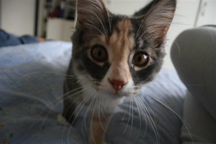 Maine Coon Princess billede 6