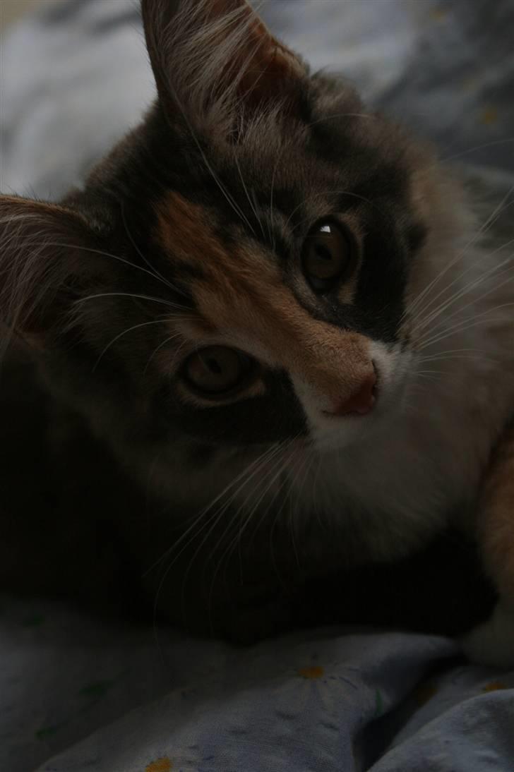 Maine Coon Princess billede 7