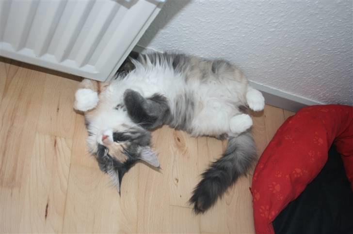 Maine Coon Princess billede 8