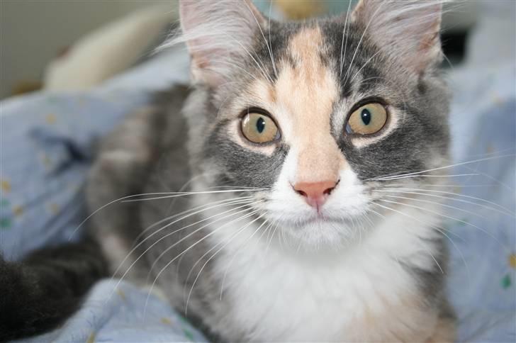 Maine Coon Princess billede 9