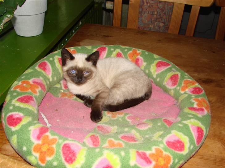 Blanding af racer Nutella - Et sjældent øjeblik hvor jeg ligger alene. jeg er meget glad for selskab... billede 7