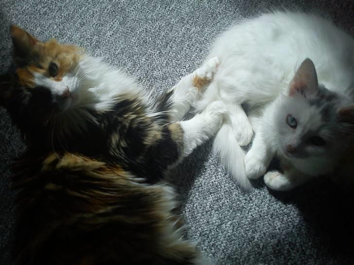 Norsk Skovkat Esther billede 8