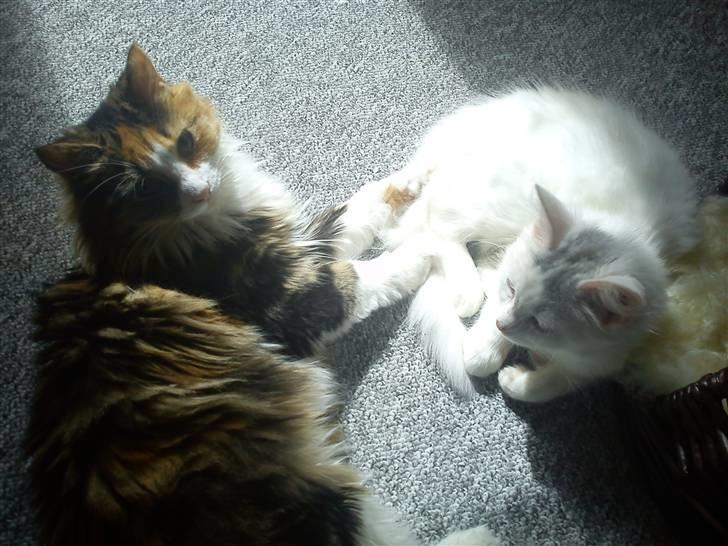 Norsk Skovkat Esther billede 9