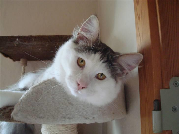 Norsk Skovkat Kejserheden's Gustau - Hallo (sommer 2010) billede 13