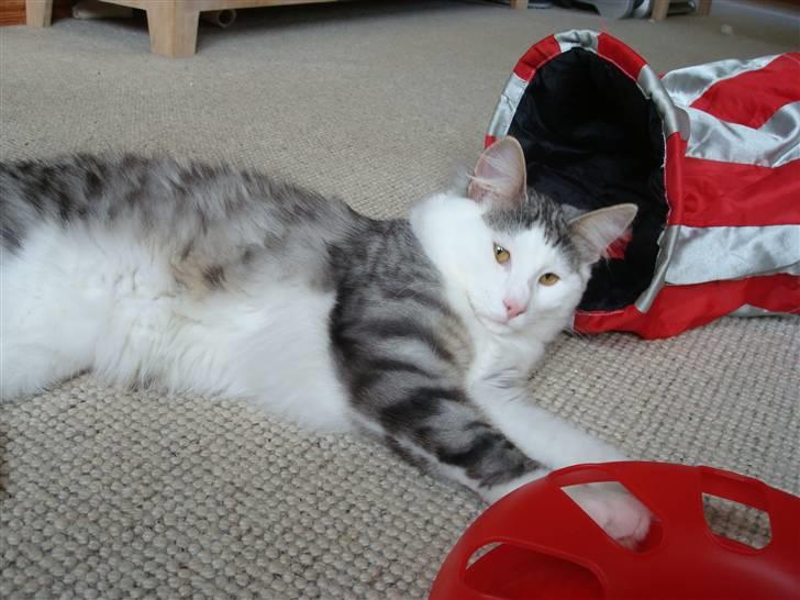 Norsk Skovkat Kejserheden's Gustau - Det er hårdt at lege (sommer 2010) billede 17