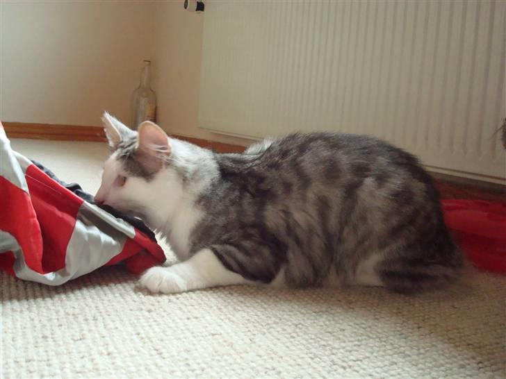 Norsk Skovkat Kejserheden's Gustau - Ligge lige på lur (sommer 2010) billede 18