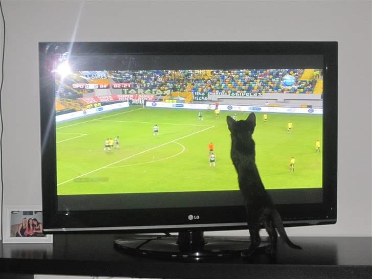 Huskat Blop - Blop ser gerne fodbold :) billede 2