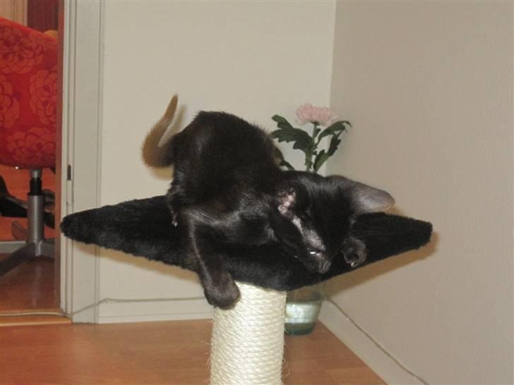 Huskat Blop billede 4