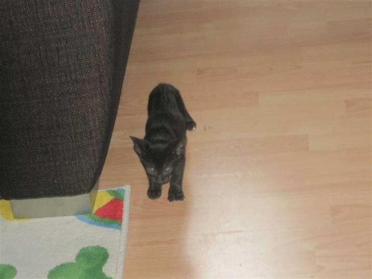 Huskat Blop - Sååå lille og nervøs den første dag :) billede 5