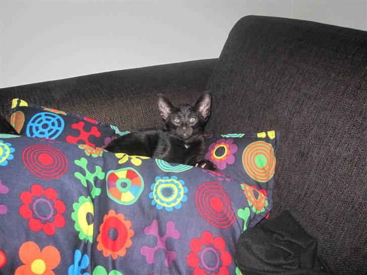 Huskat Blop - Råhygge i sofaen :) billede 6