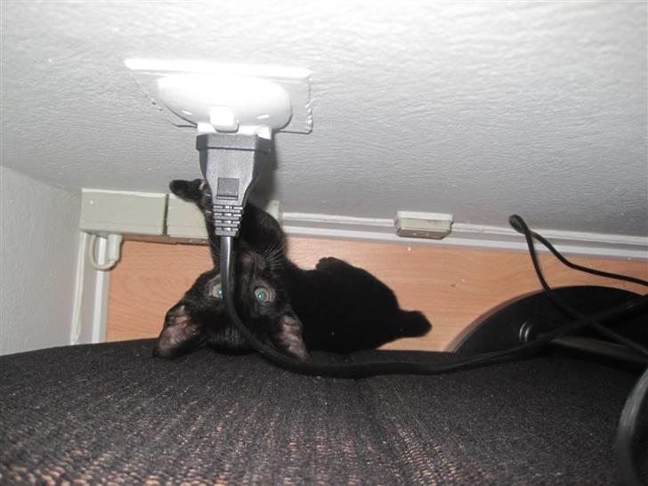 Huskat Blop - Det bedste gemmested, er bag sofaen.. Især godt at gemme sig der når støvsugeren er igang :) billede 7
