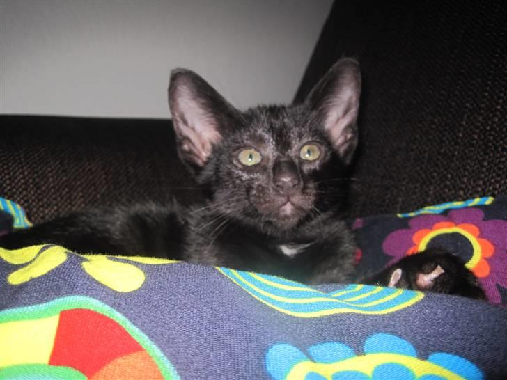 Huskat Blop - "Jeg ved bare jeg er lækker"  billede 8