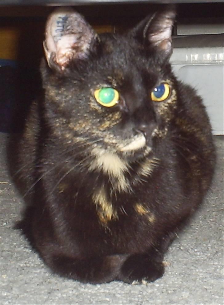 Huskat Bitten billede 1