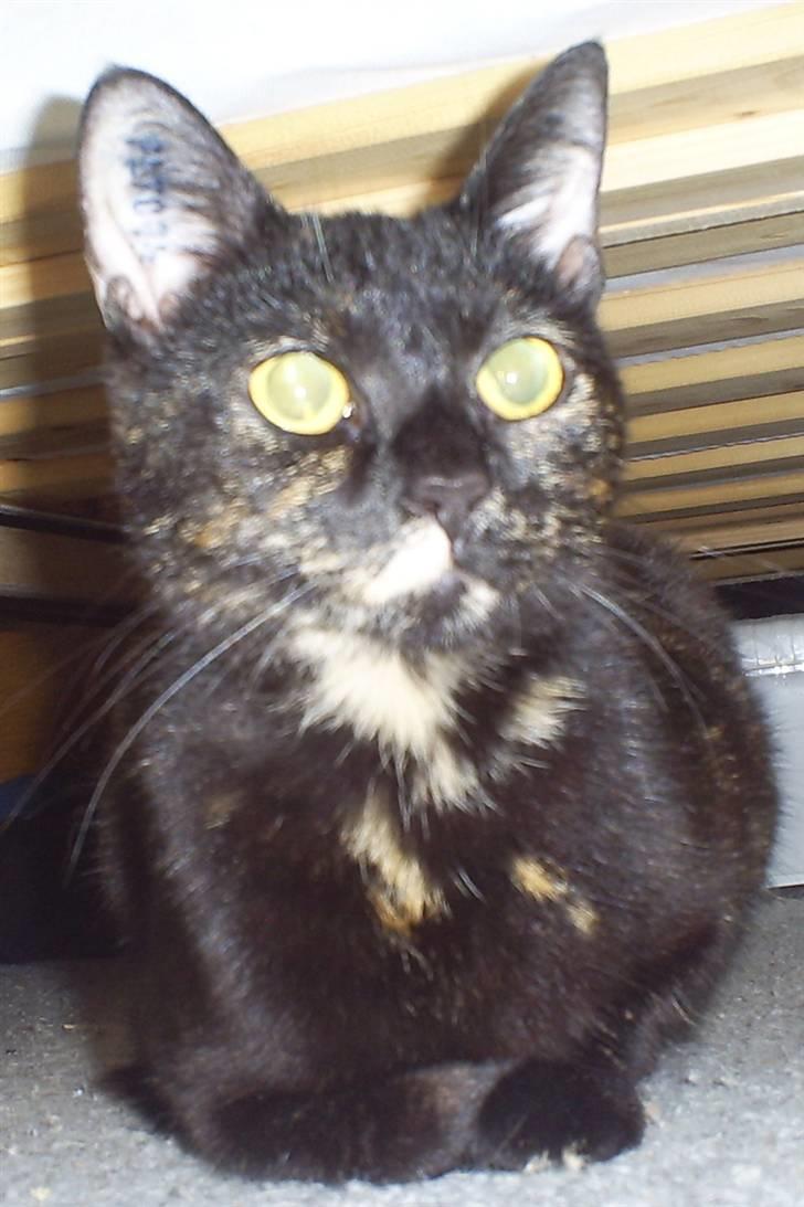 Huskat Bitten billede 2