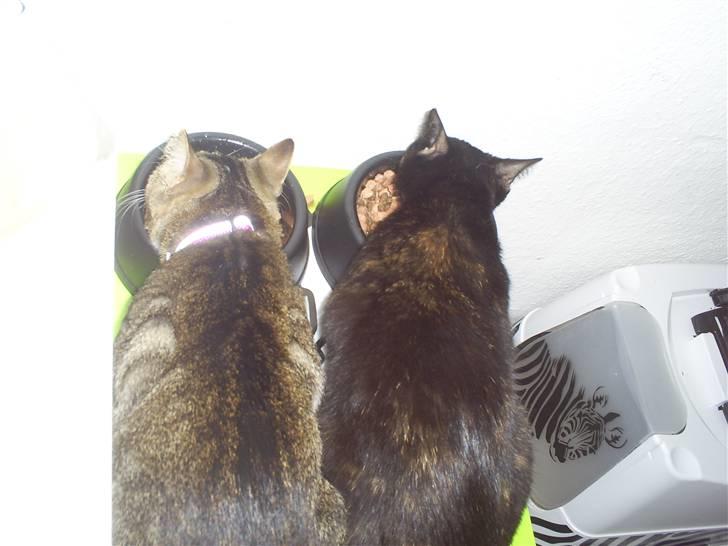 Huskat Bitten - Bitten og hendes ven bobo spiser sammen  billede 3