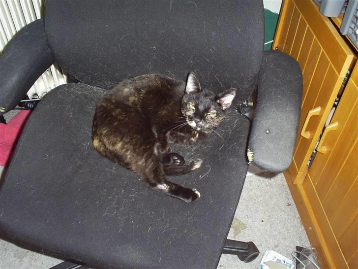 Huskat Bitten billede 4