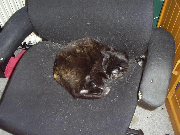 Huskat Bitten billede 5