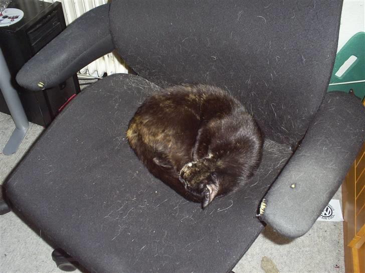 Huskat Bitten billede 6