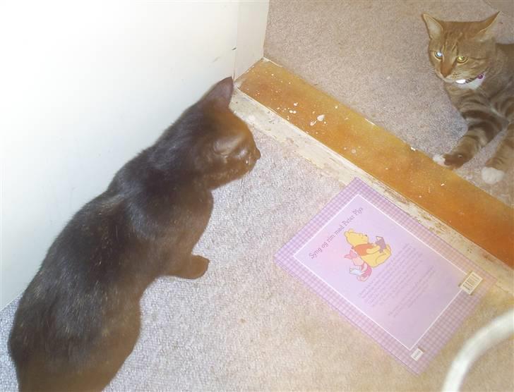 Huskat Bitten - Bitten kigger sin nye ven bobo lidt an  billede 7