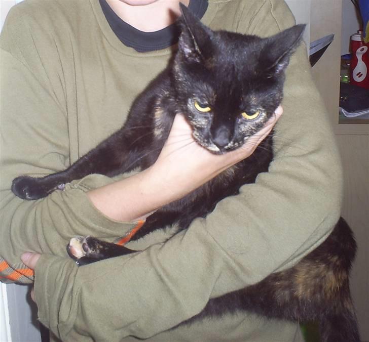 Huskat Bitten billede 8