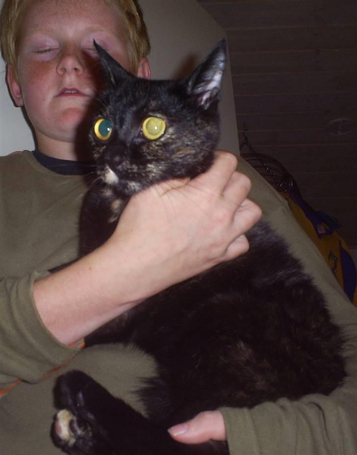 Huskat Bitten billede 9