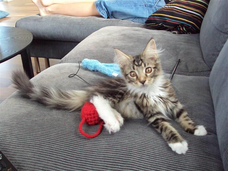 Maine Coon Kadu billede 1