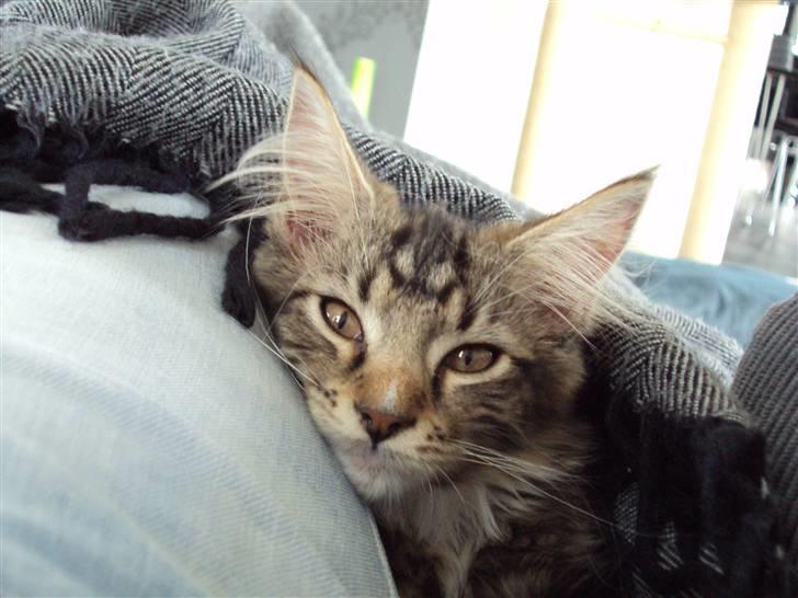 Maine Coon Kadu billede 2